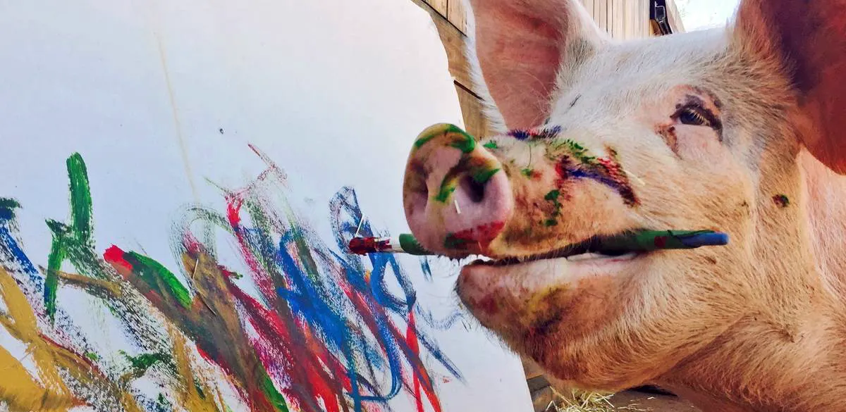 Подробнее о статье Умерла свинья-художница Пигкассо в возрасте 8 лет