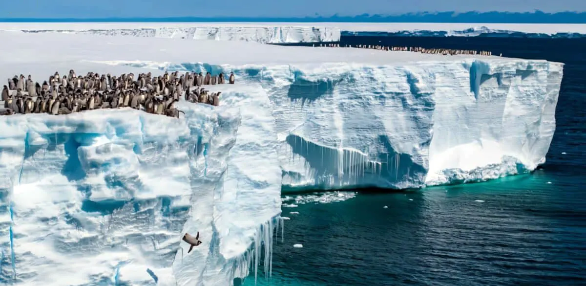 Подробнее о статье Сотни детенышей пингвинов впервые прыгают с 15-метрового ледника (видео)